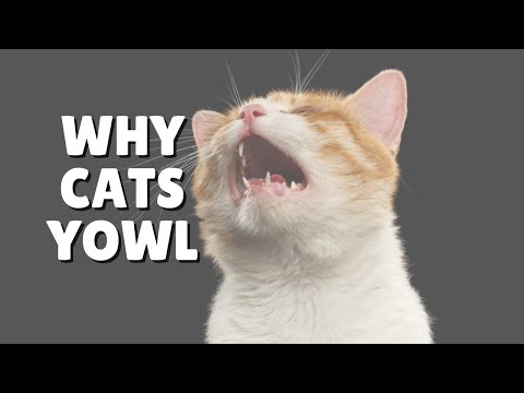 Why Cats Yowl | Two Crazy Cat Ladies #shorts