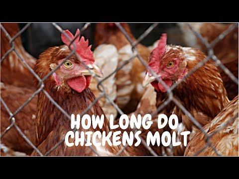 How Long Do Chickens Molt