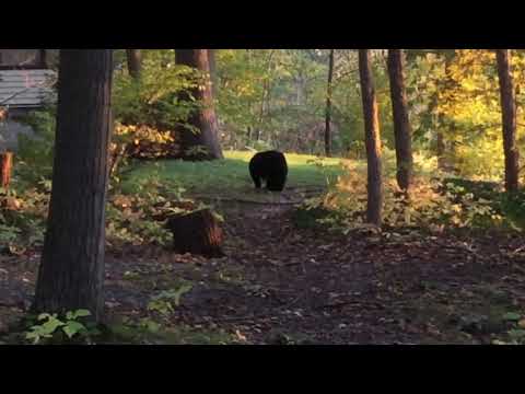 Black Bear