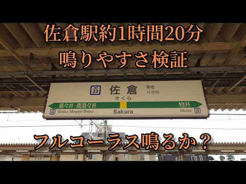 【フルコーラス鳴るか？】佐倉駅で約1時間20分の鳴りやすさ検証してみた結果  第57弾