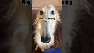 🥺 🧳 #doglife #dogs #borzoi #hosegoat #dogsoftiktok