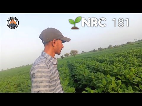 🌱NRC 181 सोयाबीन  30 इंच के बेट पर