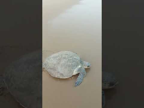 Rushikulya River Mouth, Ganjam • Mother Tortoise• Turtle • Sea beach • Odisha tourism •Tourist Place