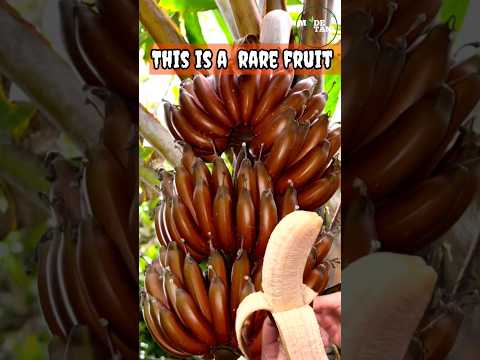 RED BANANA RARE FRUIT #shorts