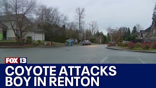 Coyote attacks 5-year-old boy in Renton, WA | FOX 13 Seattle