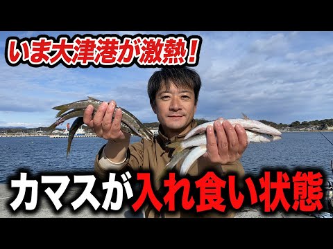 【北茨城大津港】カマス アジ マイワシ... 無数のベイトに大興奮！茨城県の釣り場で初の泳がせ釣り