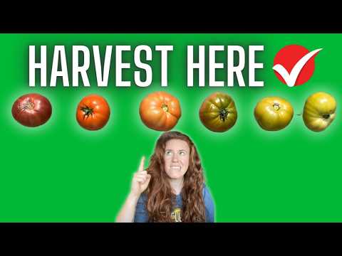 Can You Harvest Green Tomatoes? Harvest Tomatoes At FIRST Blush! Here is Why.