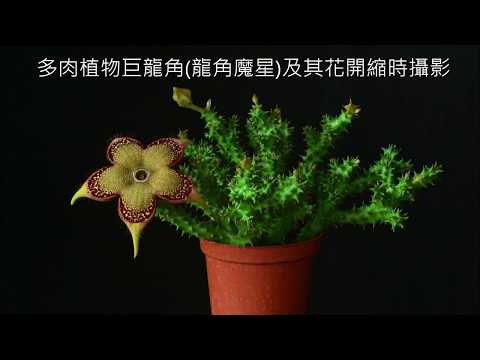 多肉植物巨龍角及其花開縮時攝影