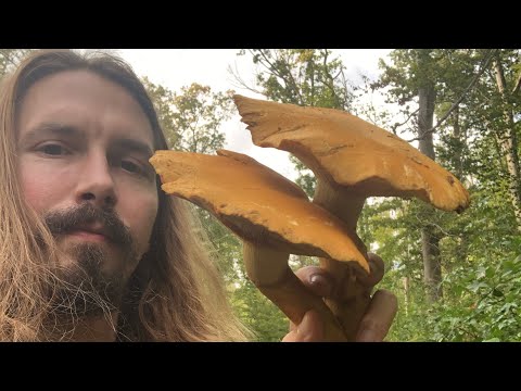 Mushroom Identification: Gymnopolis Junonius (Big Laughing Gym)