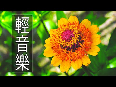 【非常好听】🎷🎷週末聽50首最好的老音樂 🌺早上最適合聽的輕音樂 🎵 每天調心洗滌心性 - 薩克斯風 - 無廣告音樂  - 轻音乐 - 探戈老歌 Old Taiwanese Music