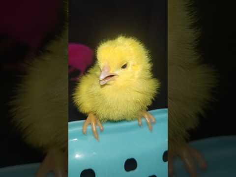 Cute and healthy chicks #chicks #birds #cute #hen