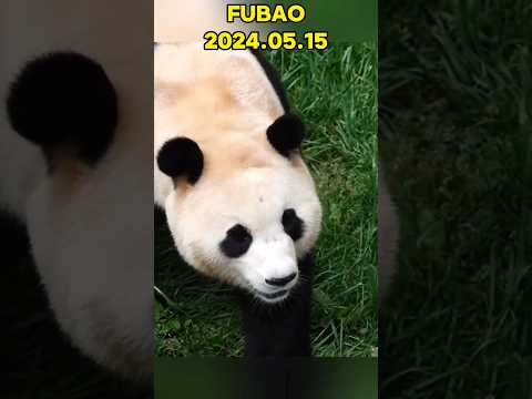 🐼FUBAO，2024.05.15