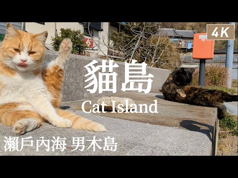 Ogijima Island｜Cat Island in the Seto Inland Sea｜Japan travel、Takamatsu