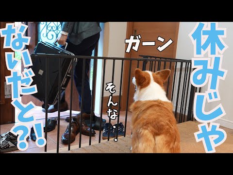 大好きな父が休みだと思ったのに仕事だった時の愛犬の様子がせつない