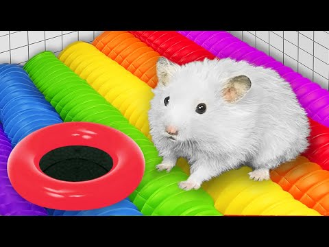 DIY Hamster Escapes the Giant Colorful Maze with Traps