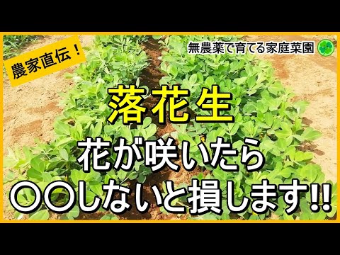 【落花生栽培】開花後にやるべき4つのお世話について解説！【有機農家直伝！無農薬で育てる家庭菜園】　24/7/13