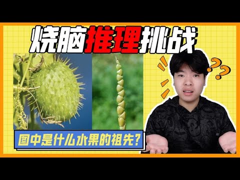 烧脑推理挑战，六种古代蔬菜水果的祖先，你推断出它们是什么吗？#搞笑 #挑战