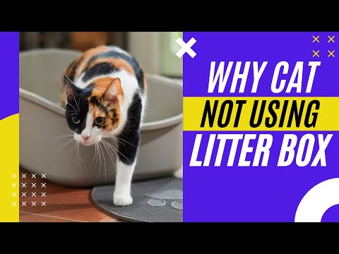 6 Reasons Why Cats Stop Using the Litter Box