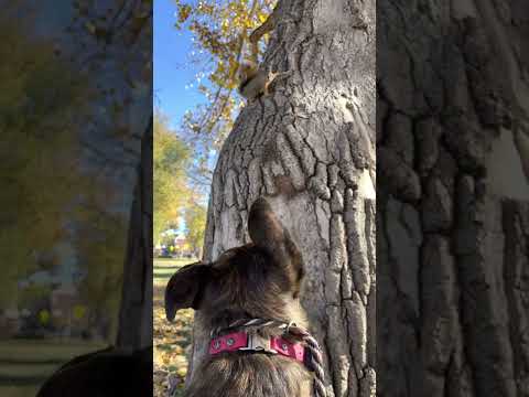 Squirrel seriously teases my Dutch Shepherd #dogtrainer #dogtraining #dutchshepherd #shorts