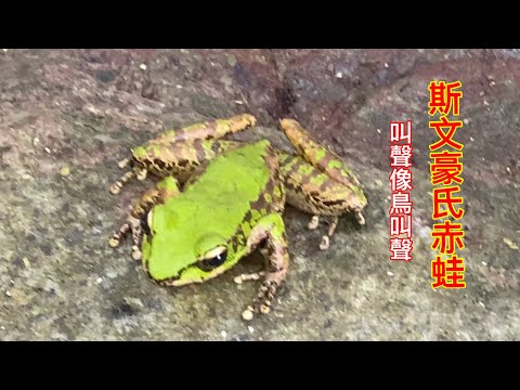 斯文豪氏赤蛙 叫聲像鳥叫聲 人稱鳥蛙 Odorrana swinhoana ｜Swinhoe's frog