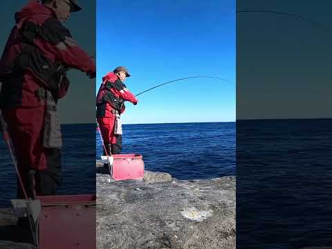 【東伊豆グレ釣り】本流が流れる地磯で寒グレ狙い‼️