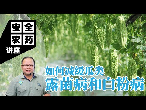 【Baba安全农药讲座】 如何减缓瓜类露菌病和白粉病？4招专治露菌病和白粉病 | 露菌病和白粉病特征、植物症状、有机防治方法 | 露菌病有机防治 | 白粉病有机防治