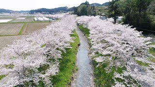 ＜春色　空からお花見＞掛川市・垂木川【静岡新聞／アットエス】