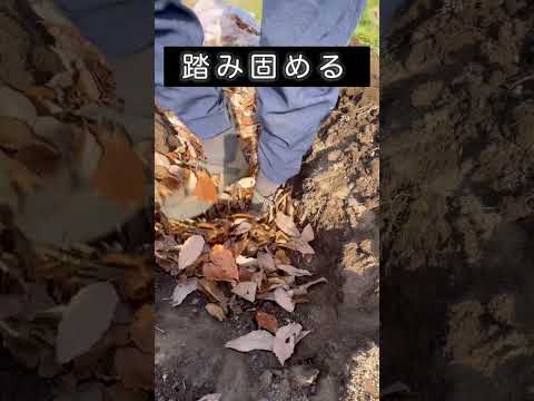 【家庭菜園向け】落ち葉床の作り方