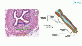 male urethra