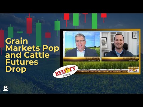 Grain Markets Pop and Cattle Futures Drop