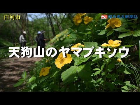 天狗山のヤマブキソウ