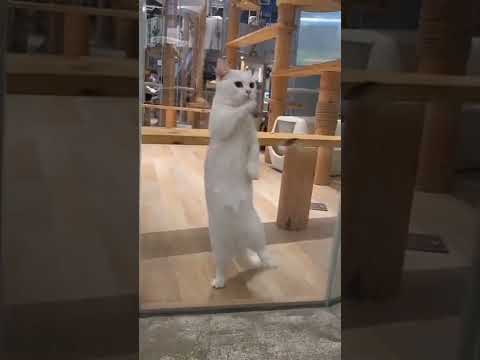 Meong Joget TikTok