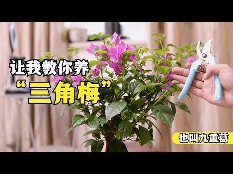 三角梅（九重葛）怎么养？园艺师教你，轻松学会怎么养好它