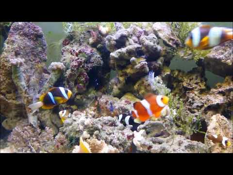 人工血紅小丑Blood Orange  Clownfish（Captive-Bred，Hybrid）use3k