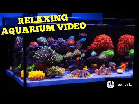 Relaxing Aquarium Video