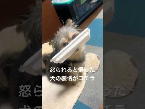 ロールケーキを食べた犯人を詰めてみた。#shorts #犬