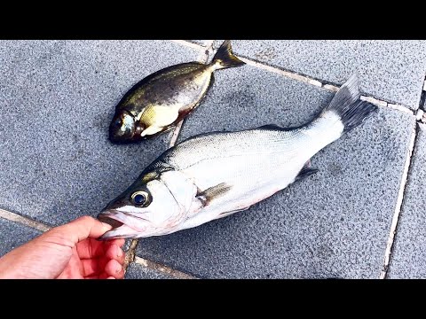 釣った魚を定食にする。