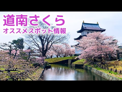 【道南】桜おすすめ情報｜北斗市｜森町｜松前町｜ハコチャ