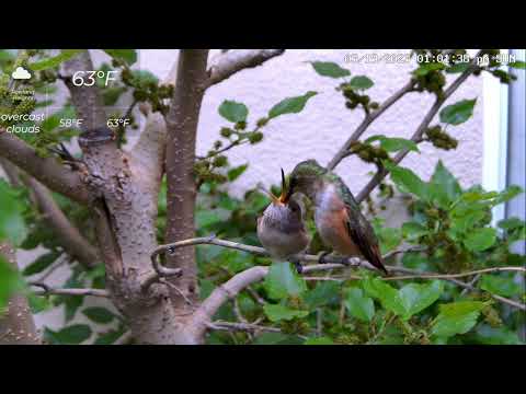 Flora's feeds Avo on a mulberry tree branch