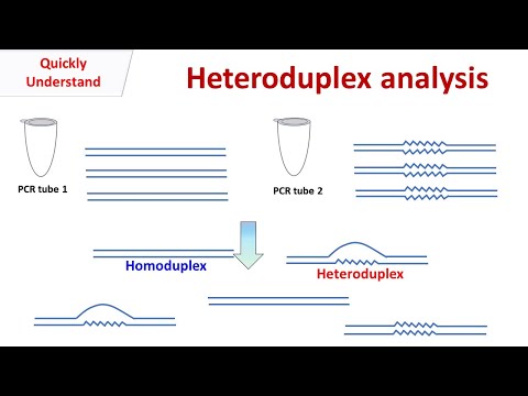 Heteroduplex Analysis