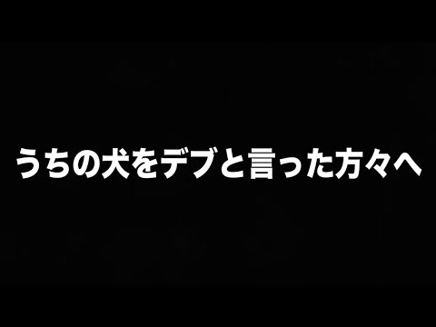 うちの犬をデブと言った方々へ。