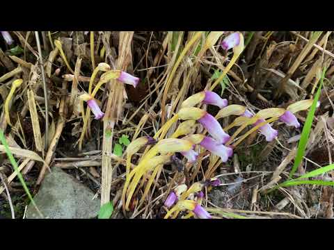 ナンバンギセル（2024年9月14日）