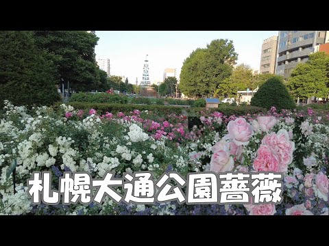 札幌大通薔薇公園2024/7/2