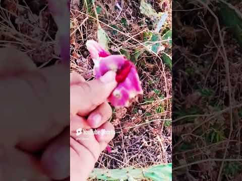 Refreshing Cactus Fruit 🍉🌵 | Nature's Unique Treat!