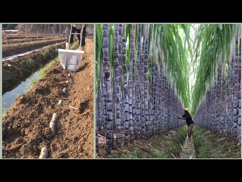 Sugar cane growing technology(China)