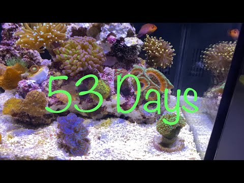 10Liter 迷你珊瑚缸 Mini Coral Tank 53Days