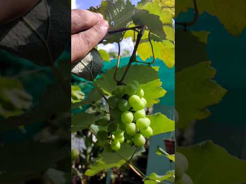 മുറ്റത്ത് മുന്തിരി 🍇🍇🍇subscribe me🥰#grapes#fruit #shorts