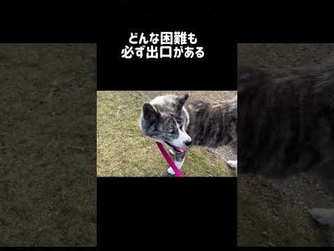 【11/21】今日のサプリ　#秋田犬