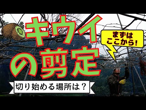 キウイ 剪定のコツ④切り始める場所はどの部分！？【ファームハウスみどり】