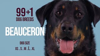 Beauceron / 99+1 Dog Breeds